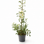 Magnólia vždyzelená (Magnolia laevifolia) ‘VANILLA PEARLS’® – výška 60–80 cm, kont. C3L